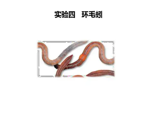 实验4-环毛蚓