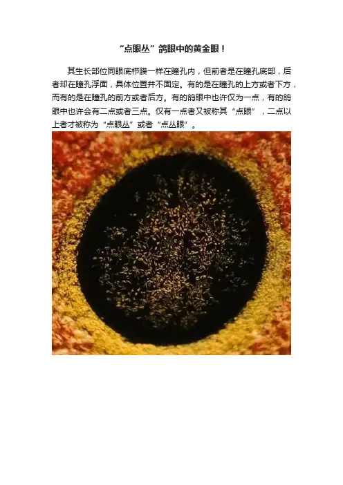 “点眼丛”鸽眼中的黄金眼！