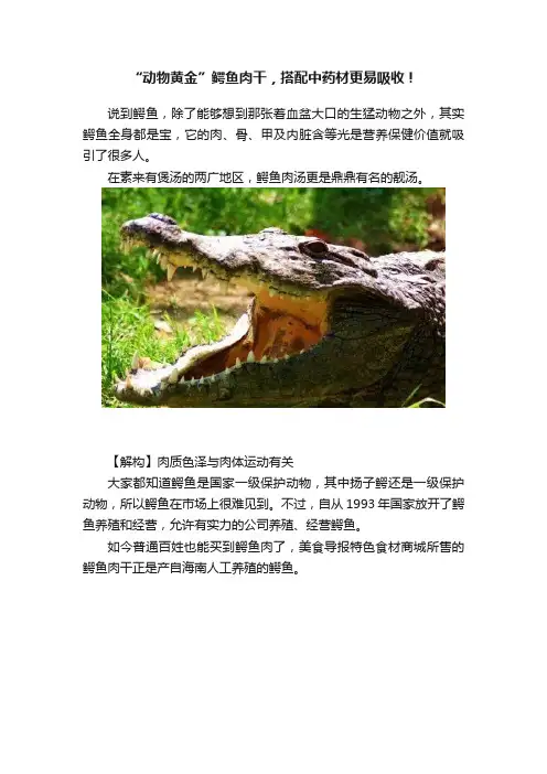 “动物黄金”鳄鱼肉干，搭配中药材更易吸收！