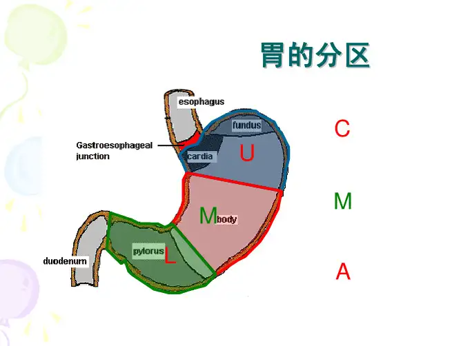 (仅供参考)D2胃癌根治术解剖学基础
