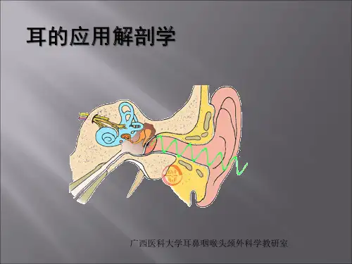 耳的应用解剖学