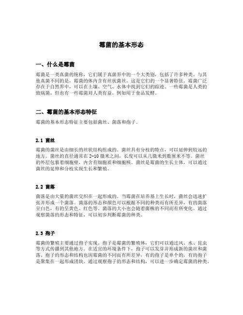 霉菌的基本形态