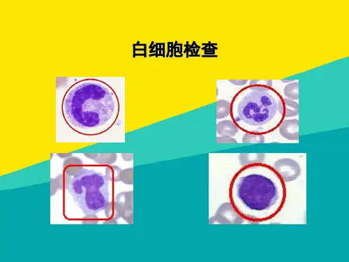 (优)白细胞计数及分类计数ppt文档