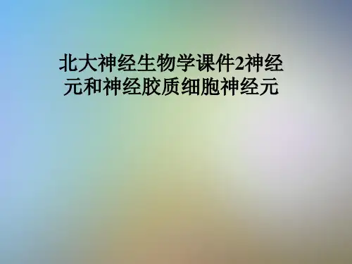 北大神经生物学课件2神经元和神经胶质细胞神经元
