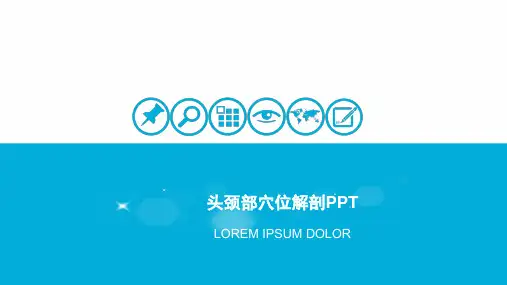头项穴位解剖