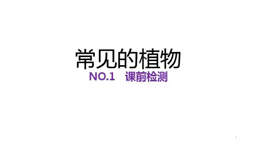 浙教版科学七上：2.5常见的植物