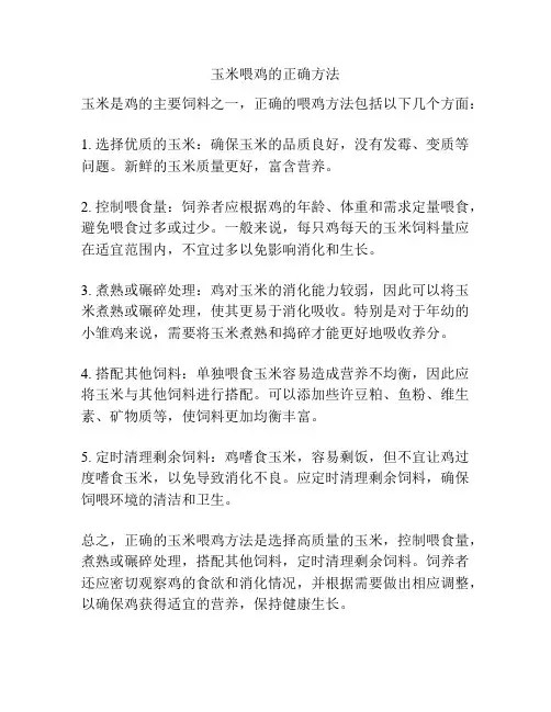 玉米喂鸡的正确方法