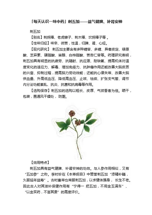「每天认识一味中药」刺五加——益气健脾、补肾安神
