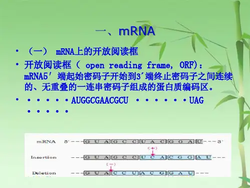 蛋白质的生物合成 1(共83张PPT)