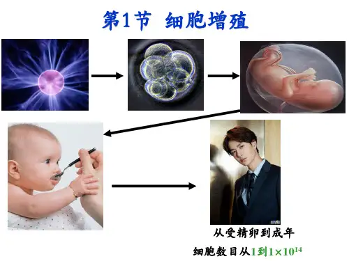 2022届高三生物一轮复习课件：细胞增殖