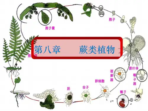 蕨类植物简介ppt课件