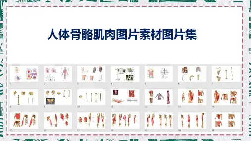 人体骨骼肌肉图片素材中西医健身JPG图片全集PPT课件资料