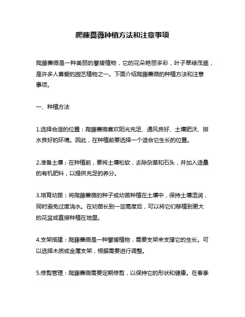 爬藤蔷薇种植方法和注意事项