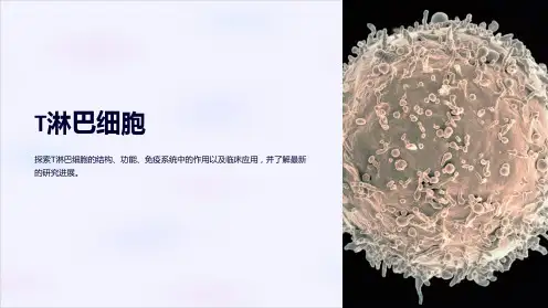 《T淋巴细胞》课件