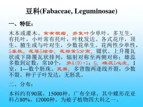 被子植物常见植物豆科