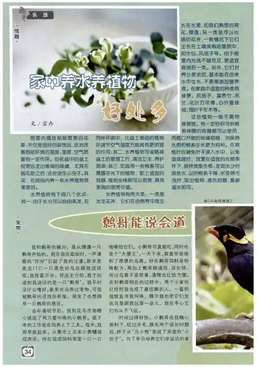 家中养水养植物好处多