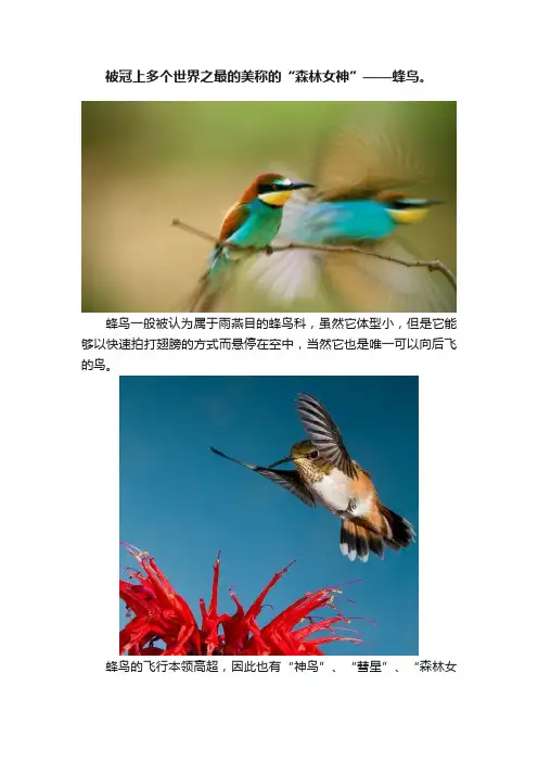 被冠上多个世界之最的美称的“森林女神”——蜂鸟。