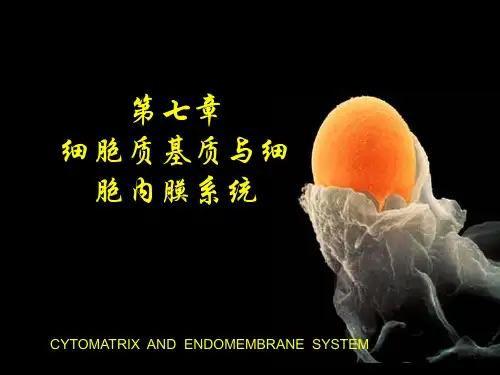 细胞生物学第七章  细胞质基质与细胞内膜系统