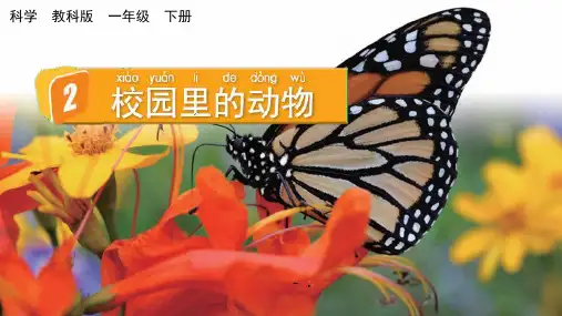 《校园里的动物》PPT课件