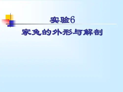 家兔的外形和解剖