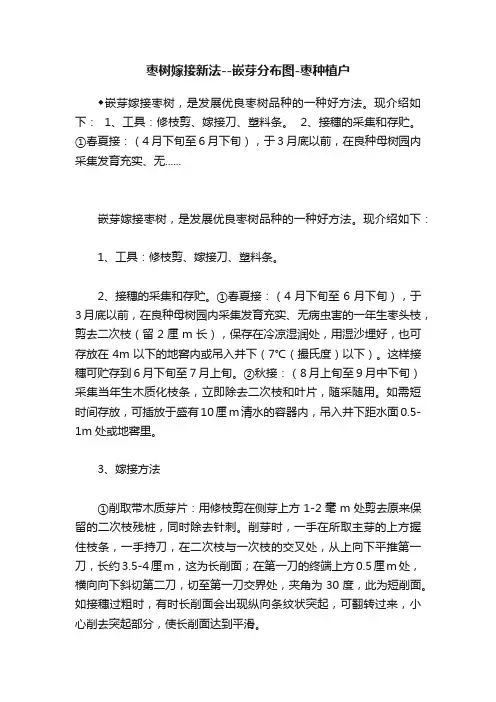 枣树嫁接新法--嵌芽分布图-枣种植户
