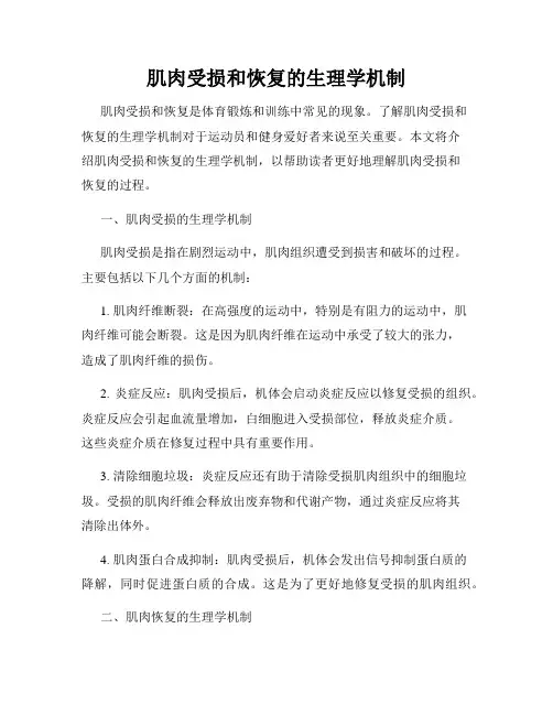 肌肉受损和恢复的生理学机制