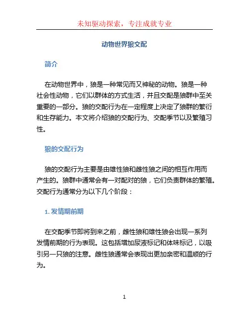 动物世界狼交配