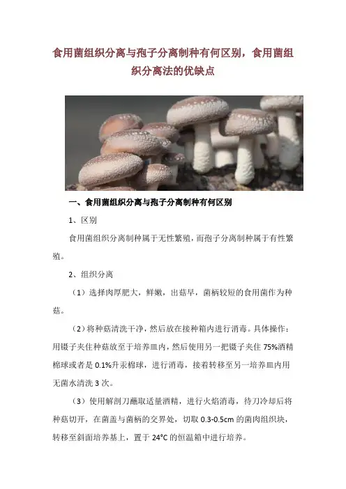 食用菌组织分离与孢子分离制种有何区别,食用菌组织分离法的优缺点