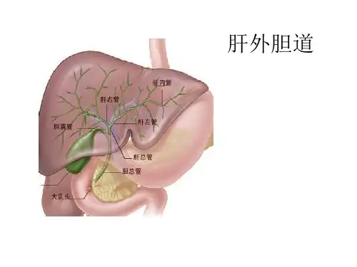 肝外胆道
