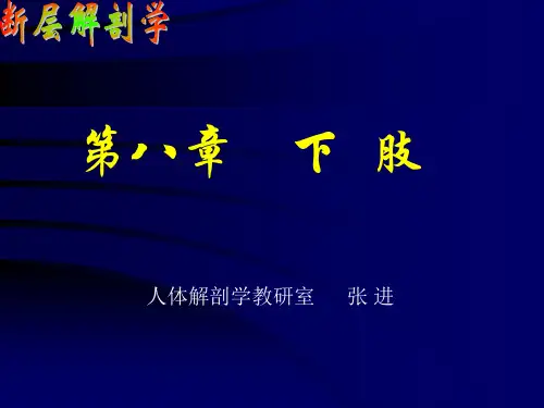 断层解剖学-下肢