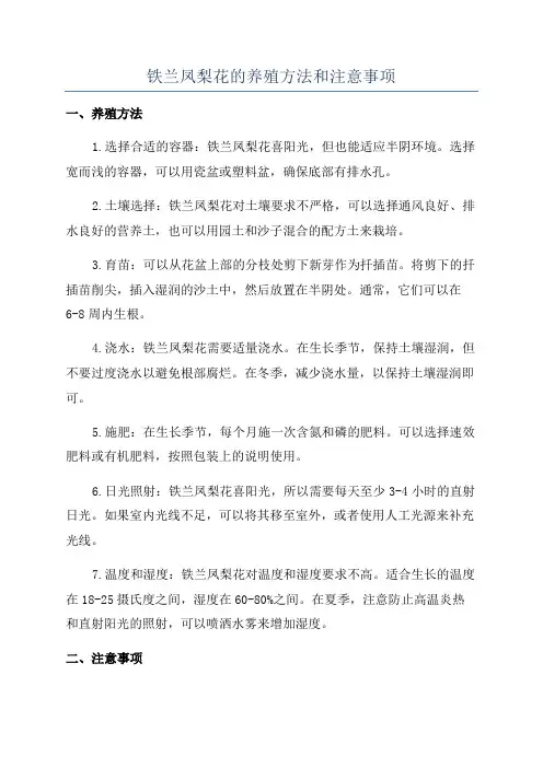 铁兰凤梨花的养殖方法和注意事项