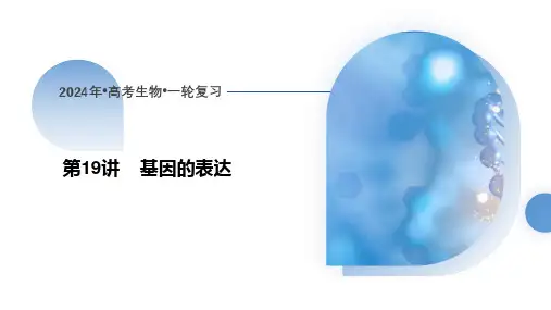 高三一轮复习生物第19讲基因的表达课件