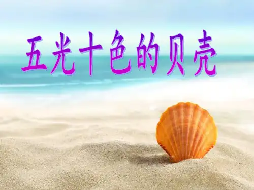 五光十色的贝壳