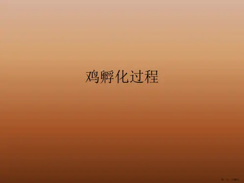 鸡孵化过程