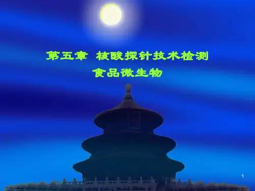 核酸探针