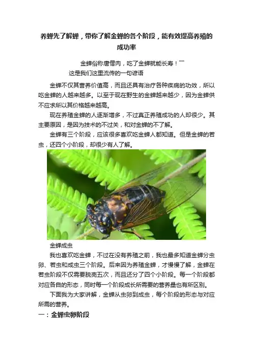 养蝉先了解蝉，带你了解金蝉的各个阶段，能有效提高养殖的成功率