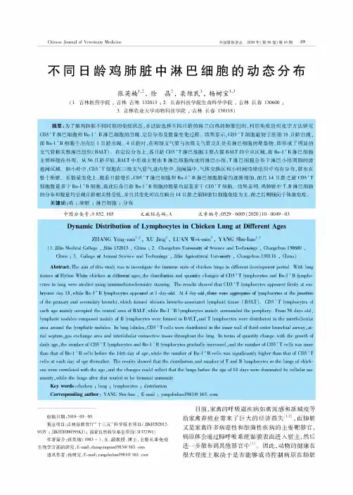 不同日龄鸡肺脏中淋巴细胞的动态分布