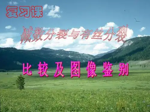 有丝分裂与减数分裂图解比较