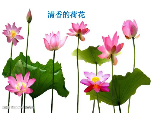 我最喜欢的植物ppt课件