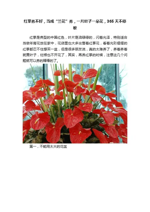 红掌养不好，当成“兰花”养，一片叶子一朵花，365天不停歇