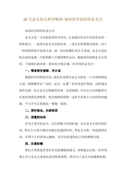 80天金毛幼犬科学喂养-如何科学的饲养金毛犬