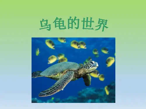 乌龟的世界