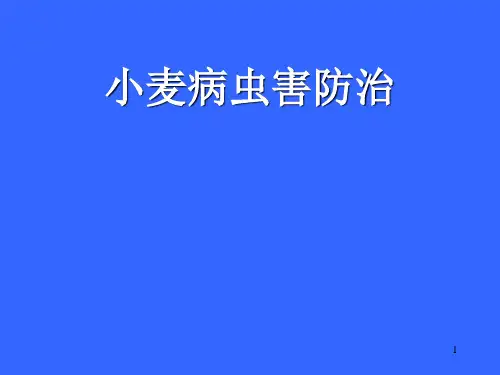 小麦病虫害防治-文档资料