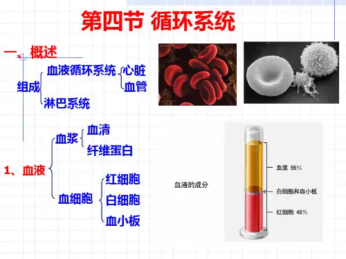 幼儿卫生学3循环系统+呼吸系统