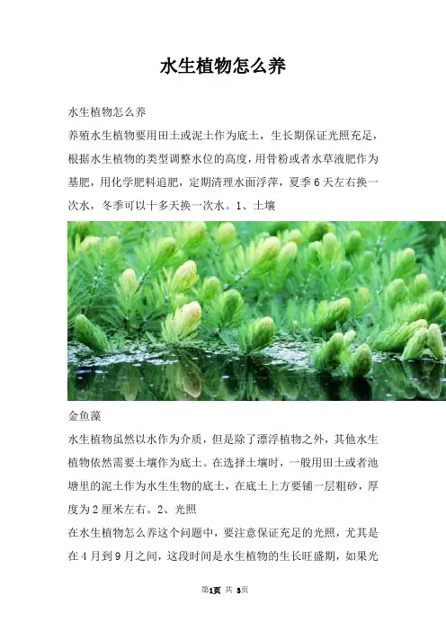 水生植物怎么养