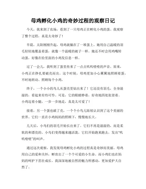 小学三年级作文母鸡孵化小鸡的奇妙过程的观察日记