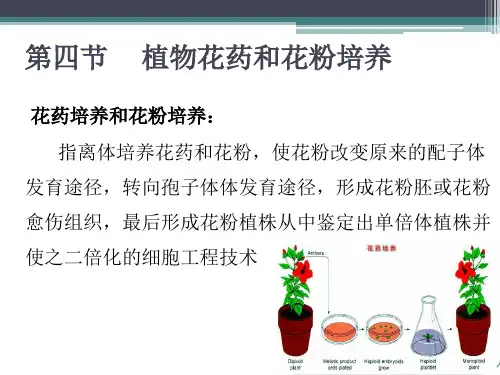 植物组织培养技术 四 