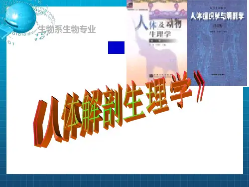 《人体解剖学11》PPT课件
