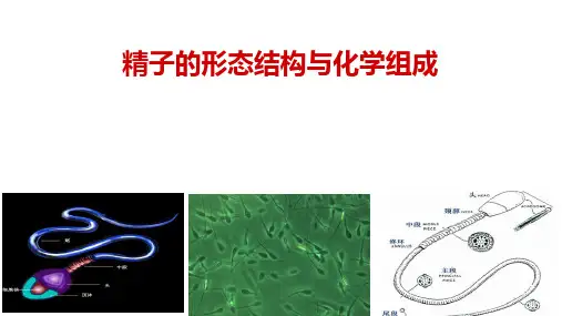 精子的形态结构与化学组成课件(共18张PPT)《动物繁殖》同步教学(中国农业出版社)
