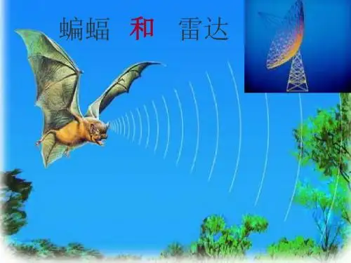 蝙蝠和雷达(完美版课件)